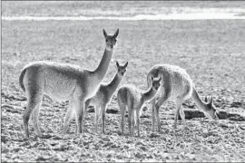  ?? Hernan Torres For The Times ?? VICUNAS in the Chilean Andes. The high black-market price for their wool is giving rise to gangs of poachers. The only natural fiber softer than vicuna is silk.