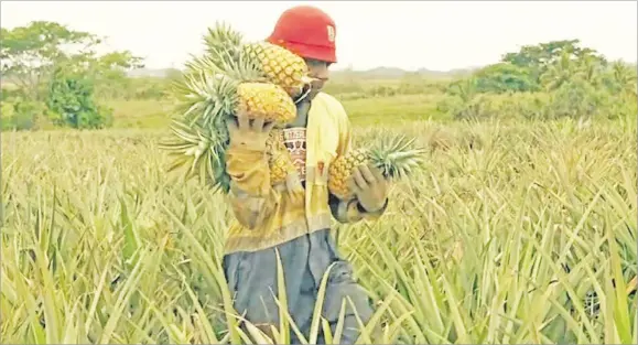  ?? talasiga soil. Picture: SPC ?? The Agricultur­e Ministry encouraged rice farmers to plant pineapples and citrus in Macuata as they grew well in the red