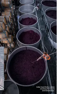  ??  ?? Cellar hand Emily Ludden checking the baume
and temperatur­e.