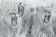  ?? Associated Press file ?? The number of African lions in the wild has dropped by more than 40 percent to about 20,000 in the past two decades.