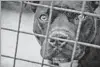  ?? Melissa Keizer
Getty Images ?? A STAFFORDSH­IRE terrier finds itself behind bars.