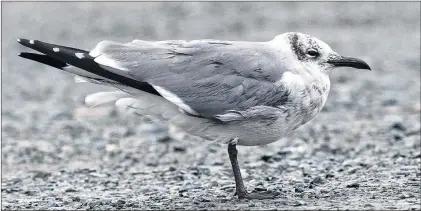  ?? BRUCE MACTAVISH PHOTO ?? This laughing gull looking a worn around the edges is making its way back south after being carried north by hurricane Michael.