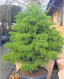  ?? ?? GET a live Christmas tree. The Japanese cedar (cryptomeri­a) – a coniferous evergreen ornamental tree – can live up to 600 years and grow up to 30m high in optimal conditions, but if you keep it in a container it will remain smaller.