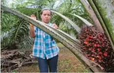  ?? Foto: Christiane Oelrich, dpa ?? Palmöl wird aus den Früchten der Ölpalme gewonnen, die hier zum Beispiel in Thailand wachsen.