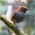  ?? ?? Chestnut-naped Antpitta