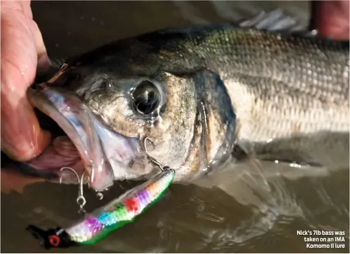  ??  ?? Nick’s 7lb bass was taken on an IMA Komomo II lure