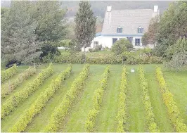  ?? COURTESY OF VIGNOBLE ISLE DE BACCHUS ?? Wine tastings are held in this 1712 farmhouse at Vignoble Isle de Bacchus, a landmark of the pastoral Île d’Orléans outside Quebec City.
