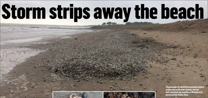  ??  ?? Thousands of shellfish washed ashore at Rosslare Strand. Insets, below left: washed-up sealife at Ballytrent, pictured by Aidan Rea.