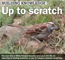  ??  ?? The next time a White-throated Sparrow turns up in the UK, try observing its feeding behaviour to see if it displays bilateral scratching.