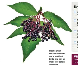  ??  ?? Elder’s small, red-black berries are attractive to birds, and can be made into cordial and wine