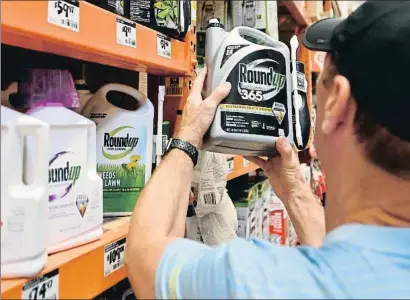  ?? JOSH EDELSON / AFP ?? Un usuario examina un envase del herbicida Roundup en una tienda de San Rafael (California)