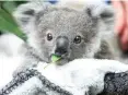  ?? FOTO: DPA ?? Koala-bären gelten in Australien als stark gefährdet.