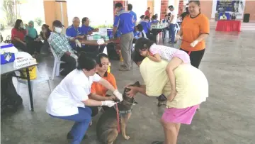  ??  ?? Kho (second left) kneels to pat a dog as it is given an injection by a veterinari­an (left).