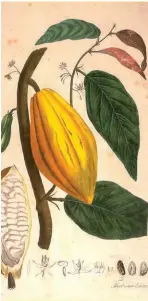  ??  ?? Litografía sobre el cacao de 1828.