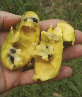  ??  ?? If you saw a ripe pawpaw in the grocery store, you would think it looked overripe. They are best eaten out of hand.