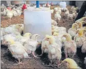  ?? BHARAT BHUSHAN/HT ?? The Punjab government has already declared the state a ‘controlled area’ in view of the bird flu outbreak reported in the neighbouri­ng state.