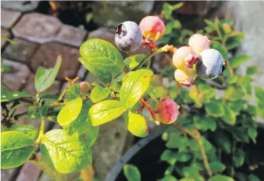  ??  ?? Blueberrie­s grow in a pot on a patio garden. Plant breeders are introducin­g everything from shrubs and trees to flowering perennials that remain compact when planted in the garden.