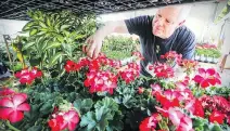  ?? JOHN MAHONEY ?? John Foley prepares shelves of plants at the Club Iris kiosk ahead of the Botanical Garden’s Great Gardening Weekend event.