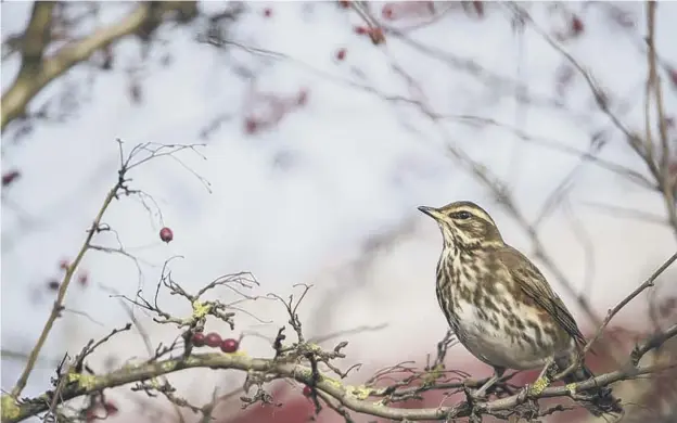  ??  ?? 0 Studying nature, such as this tranquil Redwing perched on a hawthorn tree, can have health benefits, it is believed