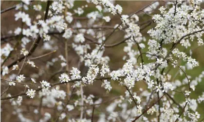  ?? Photograph: Fraser Lovatt/Josie George ?? Flowering blackthorn in Stafford: ‘The gnarled bushes are covered in thousands upon thousands of white stars’.