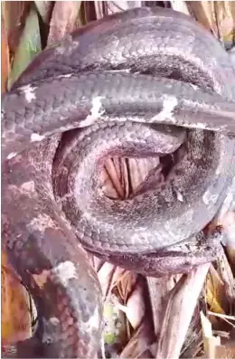  ??  ?? Snake found inside a cane field at Naleba, Labasa on July 12, 2020.