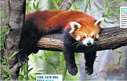  ??  ?? ROOT AND BRANCH
A red panda lazes in the treetops, main; a breaching humpback whale, right; a jaguar, below