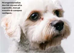  ??  ?? På engelska kallas den här vovven ofta capoodle, men på svenska är cavapoo vanligare.