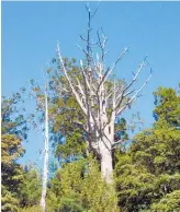  ??  ?? Kauri dieback is caused by a pathogen that infects the roots, eventually killing the tree.