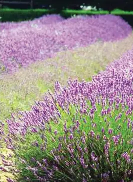  ??  ?? Lavender in the field. (FreeFoto.com)