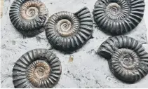  ?? PICTURES: MARK KEMP INSET ?? COILED SPRING: Main picture, Mark Kemp looking for fossils on the beach at Mappleton, near Hornsea, and some examples from his own collection.