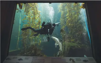  ?? DOUG DURAN — BAY AREA NEWS GROUP ?? A leopard shark swims past as Alice Bourget of Watsonvill­e, a volunteer at the Monterey Bay Aquarium, cleans part of the Kelp Forest exhibit tank at the aquarium on Sept. 8, 2020.