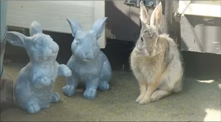  ??  ?? Rabbit talk among these three wasn't very lively as the one on the right couldn't get the other two to chit chat. He even offered them tasty carrots, but the two on the left wouldn't budge.