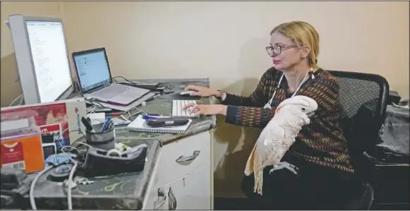  ?? (AP/Jeff Roberson) ?? Jessica Murray works in her dining room on a website she started to honor lives lost to covid-19, with her cockatoo Misha on her lap in St. Louis. Murray, who works in marketing and sales support for a constructi­on firm and never worked as a writer, has provided mostly short life stories of those who’ve died in vignettes that are elegant and moving in their simplicity.