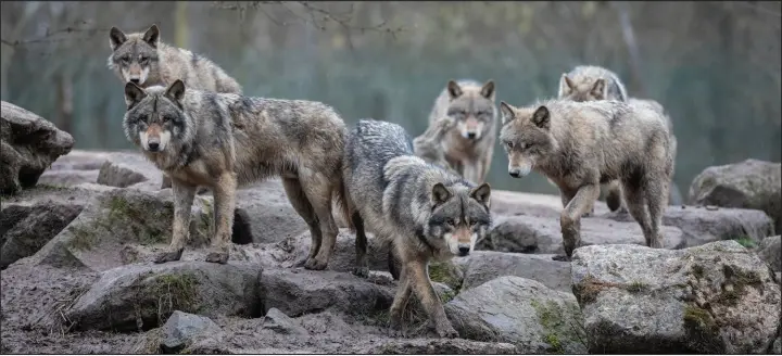 ?? SHUTTERSTO­CK PHOTOS ?? The accuracy of the method that Idaho uses to determine the number of wolves residing in the state has been called into question.