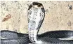  ??  ?? CHINESE krait and the Chinese cobra – may be the original source of the newly discovered coronaviru­s.