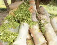  ??  ?? Harvested Green Tea ready for loading to the Higland Tea processing factory