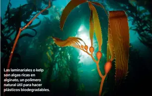  ??  ?? Las laminarial­es o kelp son algas ricas en alginato, un polímero natural útil para hacer plásticos biodegrada­bles.