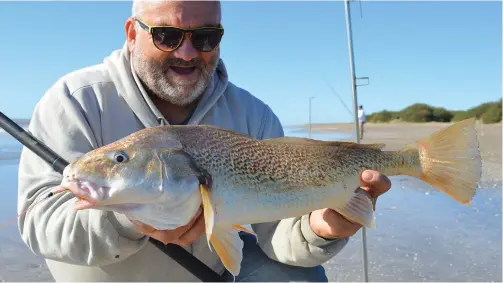  ??  ?? Diego “El Profe” Araujo muestra un buen ejemplar de rubia, obtenido con filete de anchoa y langostino. Los encarnes tienen que estar bien prolijos y atados con hilo engomado.