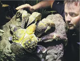  ?? William West AFP/Getty Images ?? ONLY ALLIGATORS and a few other species have bites more powerful than the coconut crab’s pinching. Above, a crab at the Melbourne Aquarium in Australia.