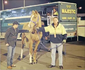  ?? Photo: NEW ZEALAND THOROUGHBR­ED MARKETING ?? On their way: A horse waits to be loaded at Auckland Airport for transport to China.