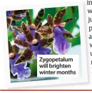  ??  ?? Zygopetalu­m will brighten winter months