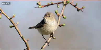  ??  ?? Chiffchaff