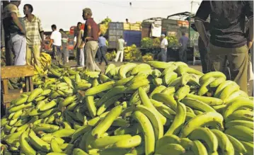  ??  ?? Zona bananera. La iniciativa tendrá un impacto inmediato en los distritos de Barú y Alanje.