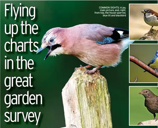  ?? ?? COMMON SIGHTS: A jay, main picture, and, right, from top, the house sparrow, blue tit and blackbird