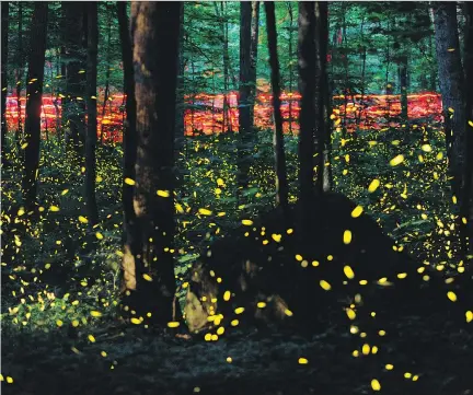  ?? ADAM LAU / THE ASSOCIATED PRESS ?? In this time-lapse photograph, visitors carrying red flashlight­s, background, walk in the Great Smoky Mountains National Park in Tennessee to observe fireflies. Now is the time to see fireflies in the capital region.