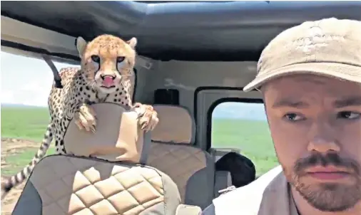  ??  ?? American tourist Britton Hayes had a close encounter with a cheetah while on safari in Tanzania. In a video shot by photograph­er Peter Heistein, Mr Hayes, from Seattle, is seen trying to remain still as the big cat wanders into the vehicle he is travelling in. The cheetah then sniffs around and nibbles on the seat next to him before going on its way.