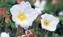  ?? PHOTO: PETER MCINTOSH ?? Cistus ladanifer