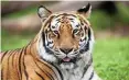  ?? ?? Darf in Deutschlan­d mit Gehege gehalten werden: der Bengal-Tiger.