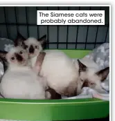  ??  ?? The Siamese cats were probably abandoned.