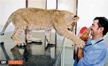  ?? — PTI ?? Senior wildlife veterinari­an Sharvan Singh Rathore plays with a lion cub Kailash at Machia Biological Park in Jodhpur, Rajasthan, on Thursday. Rathore and his team are trying their best to save Kailash’s life, which until recently was artificial­ly fed...